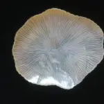 Plato-coral de nácar para caviar