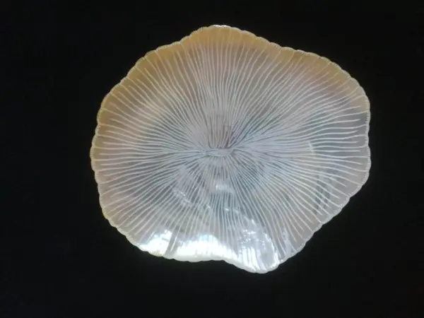 Plato-coral de nácar para caviar